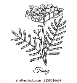 Drawing of Tansy isolated on white background. Medicinal herb. Vector Illustration.