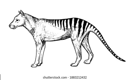 Drawing of Tasmanian tiger - hand sketch of extinct mammal