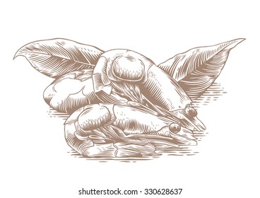Drawing of three boiled shrimps with bay leaf on the white