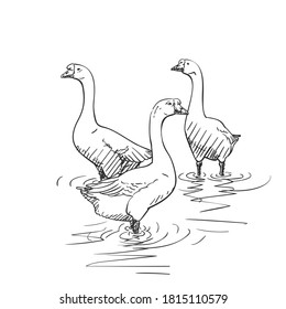 Drawing of three Chinese geese full length standing in water. Vector sketch Hand drawn illustration waterfowl black and white