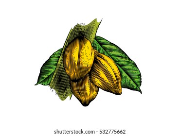 Drawing of three cocoa beans on the branch