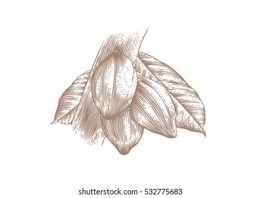 Drawing of three cocoa beans on the branch