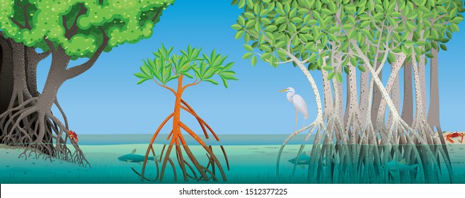 Drawing of three different types of mangrove with underwater roots with fish, crabs and a white heron in the scene. Vector image