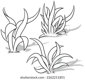 Drawing of Three Grasses with Long and Wide Leaves - Cartoon Illustration Isolated on White Background, Vector