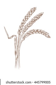 Drawing of three spikelets of barley on the white