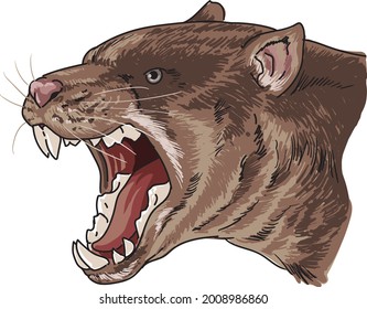 drawing thylacoleo head, art.illustration, vector