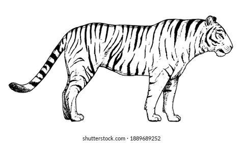 Animal pencil drawing