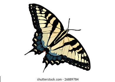 Drawing of a tiger striped swallowtail butterfly.