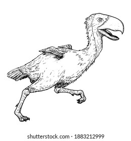 Drawing Of Titanis Bird - Hand Sketch Of Extinct Species
