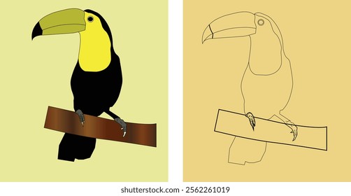 the drawing of toucan bird from brazil (color and sketch)