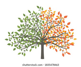 Drawing of a tree with autumn yellow and summer green leaves on a white background