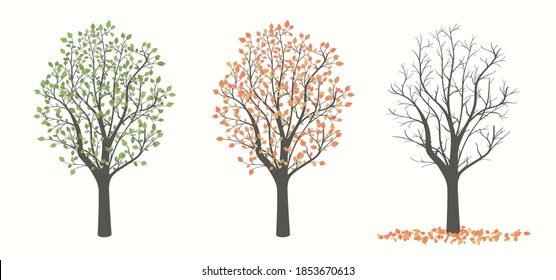 Dibujo de un árbol con hojas en tres versiones sobre un fondo claro