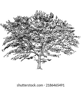 DRAWING OF TREE ON WHITE BACKGROUND
