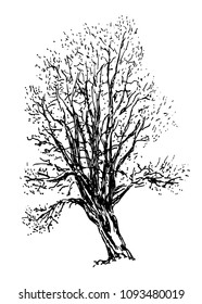 drawing of tree, a sketch of a hand-drawn vector illustration