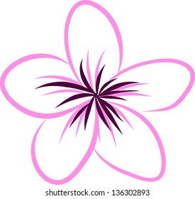 drawing Tropical Plumeria Flowers Vector