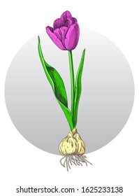 Drawing with a tulip on a circle background. Botanical vector illustration. Postcard, poster on a spring theme.