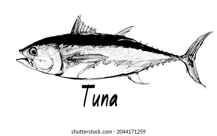 Zeichnung eines Thunfisch einzeln auf Weiß - Vektorgrafik