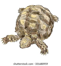 Drawing Turtle on white background