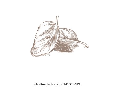 Drawing Of Two Basil Leaves On The White