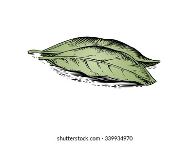 Drawing of two bay leaves on the white background