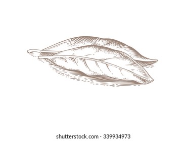 Drawing of two bay leaves on the white background