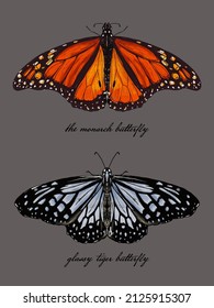 dibujo de la colección de dos insectos de mariposa 