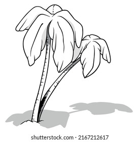 Drawing of Two Coconut Palms with a Drop Shadow on the Ground - Cartoon Illustration Isolated on White Background, Vector