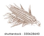 Drawing of two corn-cobs with leaves on the white background