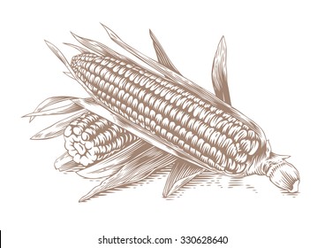 Drawing of two corn-cobs with leaves on the white background