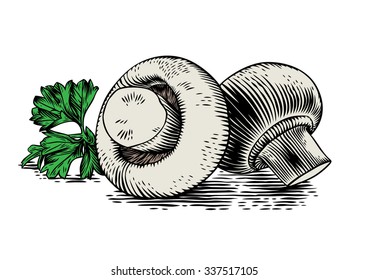 Drawing of two field mushrooms with parsley on the white background