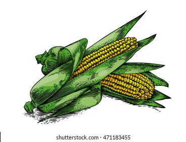 Drawing of two fresh corn cobs with leaves on the white background