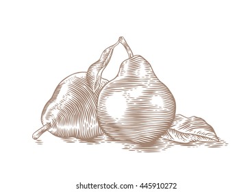 Drawing of two fresh pears with a green leaves