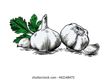 Drawing of two gralic's head, two garlic's cloves and fresh green parsley