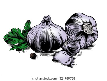 Drawing of two head of garlic with two cloves of garlic