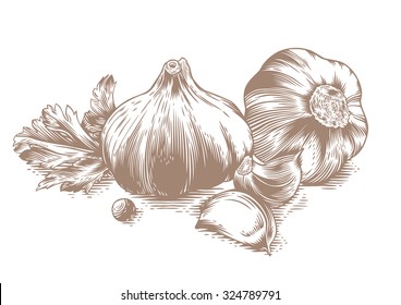 Drawing of two head of garlic with two cloves of garlic