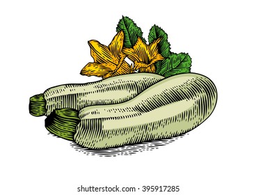 Drawing of two marrow squashes with flowers and fresh green leaves