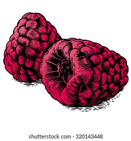 Drawing of two raspberries on the white background