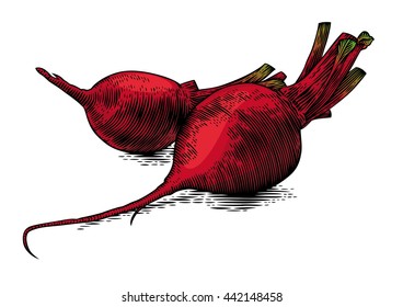 Drawing of two raw whole beetroots on the white background