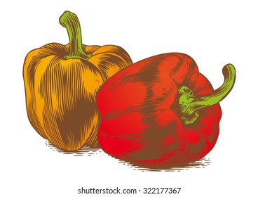 Drawing of two sweet peppers on the white background