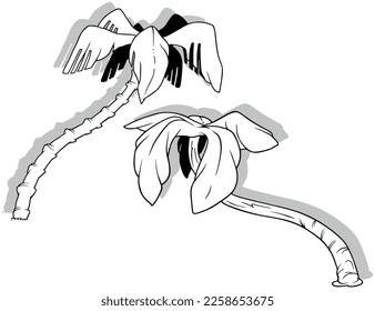 Drawing of Two Tropical Palm Trees - Cartoon Illustration Isolated on White Background, Vector