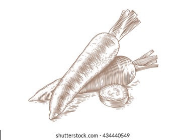 Drawing of two whole fresh carrots with slice on the white background