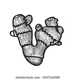 Drawing of a useful ginger root in a sketch style