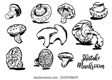Um desenho de vários shiitake de cogumelos. Os cogumelos são desenhados em preto e branco