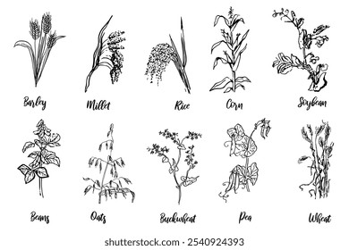 A drawing of various plants agriculture. Barley, millet, rice, corn, soybean, beans, oats, buckwheat, pea, wheat simple, clean look