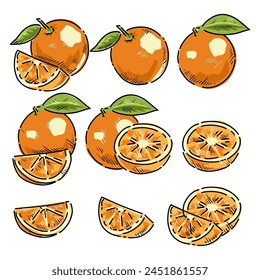 drawing vector collection of fresh oranges. Orange fruit isolated on white background. Vector illustration for design and print	
