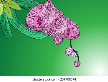 Drawing vector flower background,Moon Orchid Flower Vector on gray gradient background with text. 
