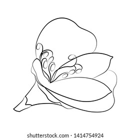 Drawing vector graphic line flower. Floral natural design. Alstroemeria