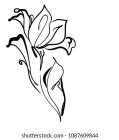 Drawing vector graphics with floral pattern for design. Floral flower natural design. Graphic, sketch drawing. lily, tulip. logotype, background

