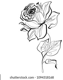 Drawing vector graphics with floral pattern for design. Floral  natural design. Graphic, sketch drawing.  Rose, logotype

