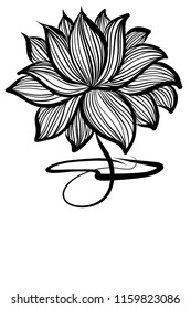 Drawing vector graphics with floral pattern for design. Floral flower natural design. Graphic, sketch drawing. lily,  logotype, Religion, symbol, lotus, water lily, lily  